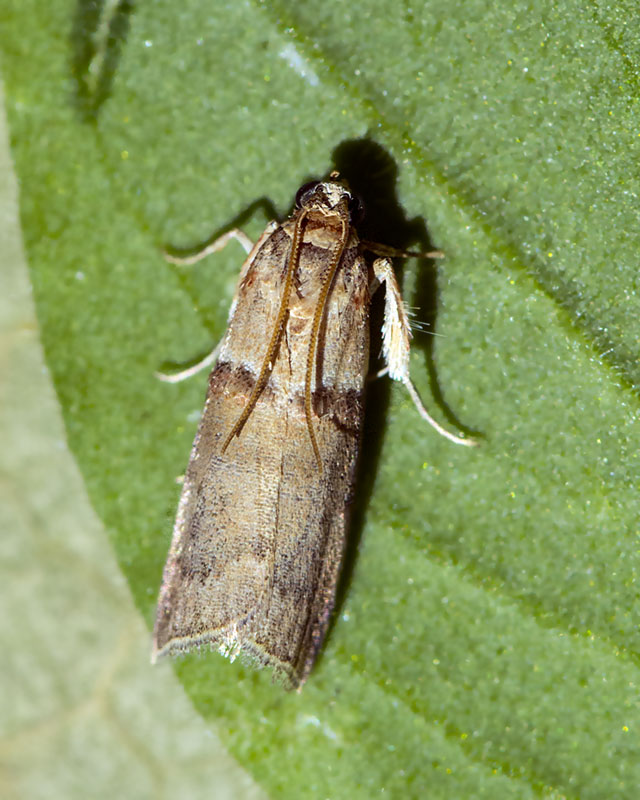 Pyralidae - Acrobasis tumidana